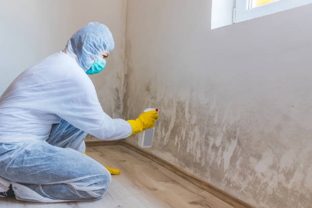 Licensed Mold Testing service in Greenville, NC - WQB Mold Removal
