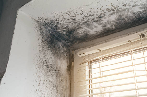 Affordable Mold Testing solutions in Greenville, NC